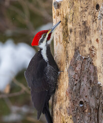 Male pileated woodpecker (Dryocopus pileatus) in winter