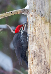 Male pileated woodpecker (Dryocopus pileatus) in winter