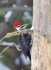 Male pileated woodpecker (Dryocopus pileatus) in winter