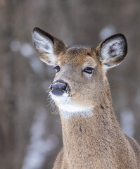 Young white-tailed deer (Odocoileus virginianus) portrait in winter
