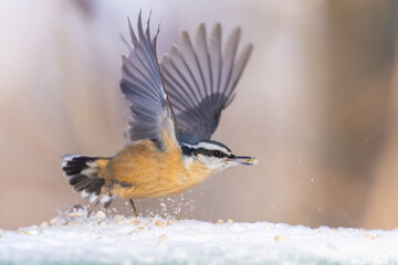 red-breasted nuthatch (Sitta canadensis) in winter