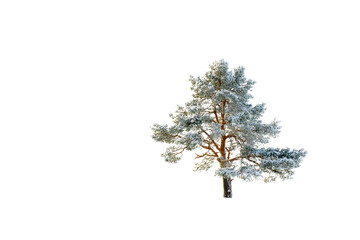 Fototapeta premium Lonely pine in snow field isolated on white background