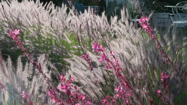 spighe mosse dal vento in campagna