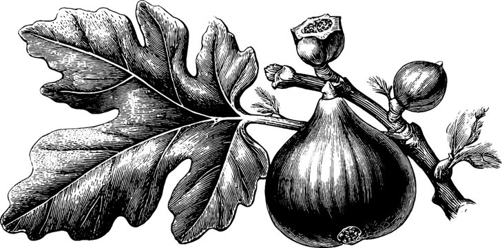 Vintage botanical illustration of fig fruit and leaves for culinary and design use