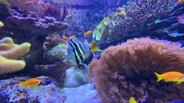 Colorful tropical moorish idol fish swimming among corals in a vibrant saltwater aquarium underwater scene
