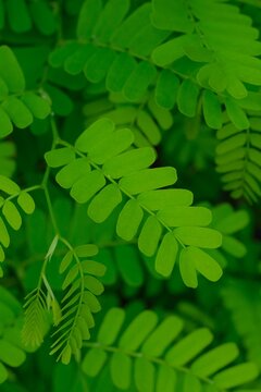 Green leaves of Tamarind tree ( Tamarindus indica L). Tamarind is a leguminous tree bearing edible fruit . Young plant, leaves background, medicine herbal