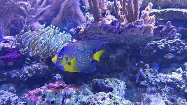 Colorful tropical reef fish swimming among corals in a vibrant saltwater aquarium underwater scene