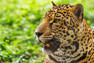 Fototapeta premium Jaguar head shot portrait showing spotted fur