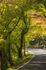 Naklejka premium 日本 岡山県総社市の高梁川支流槙谷川の上流にある豪渓の紅葉