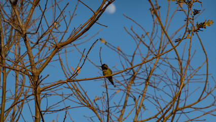 Fototapeta premium Anna's Hummingbird perches on a bare winter branch beneath a faint daytime moon