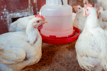 Chickens drinking water from drinker in poultry farm, livestock for meat production and business farming © VICTOR A ARGUELLO