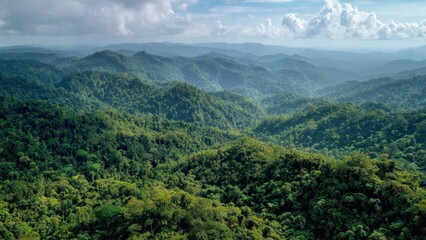 Fototapeta premium Lush Green Tropical Rainforest Landscape