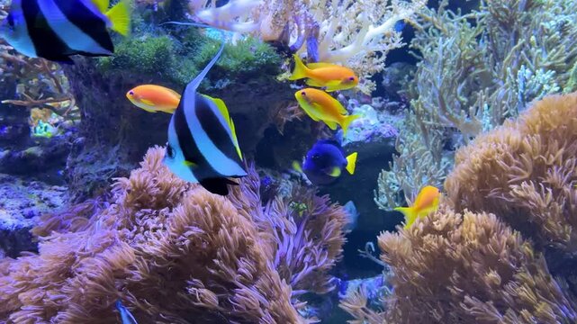 Moorish idol and yellow cichlid fish swimming among green plants in a freshwater aquarium