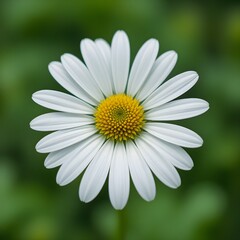 Obraz premium “Beautiful White Daisy Flower with Yellow Center in Full Bloom, Macro Close-Up of Fresh Chamomile or Daisy Blossom Isolated Against Soft Green Blurred Background, Spring Nature and Floral Beauty Conce