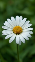 Obraz premium “Beautiful White Daisy Flower with Yellow Center in Full Bloom, Macro Close-Up of Fresh Chamomile or Daisy Blossom Isolated Against Soft Green Blurred Background, Spring Nature and Floral Beauty Conce