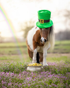 Horse Saint Patricks day hat pot of gold rainbow
