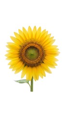 Fototapeta premium Radiant Sunflower Bloom - A Symbol of Summers Warmth and Joy.