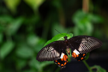 Fototapeta premium Stunning papilio butterfly showing wing patterns and details in wild forest