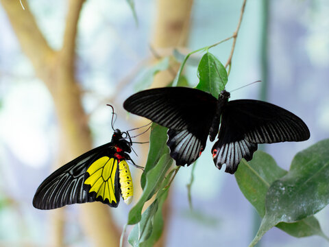 Black and yellow birdwing butterfly couple perched in tropical foliage 