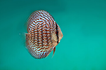 Close profile portrait of patterned discus fish Symphysodon  © Дмитро Ганжеєв