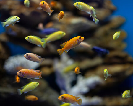 Lively tropical aquarium scene with yellow orange and blue cichlids 