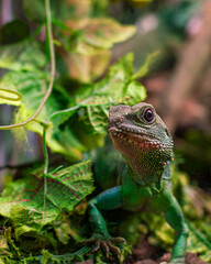 Obraz premium Exotic oriental water dragon lizard hiding in lush green tropical leaves 