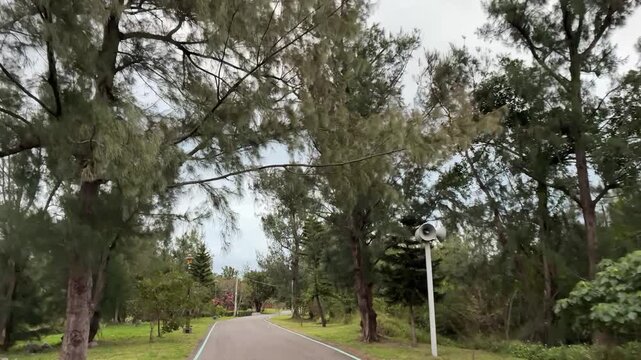 POV cycling on a paved trail lined with tall casuarina trees in Taitung Forest Park, Taiwan (4K 60fps)