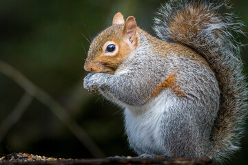 Fototapeta premium Grey Squirrels, Sciurus carolinensis, feeding on the wild bird feeding stations at Clara Vale nature reserve, January 2026
