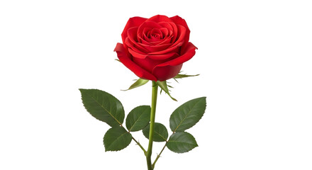 Naklejka premium Red rose bloom on long green stem with leaves and thorns isolated