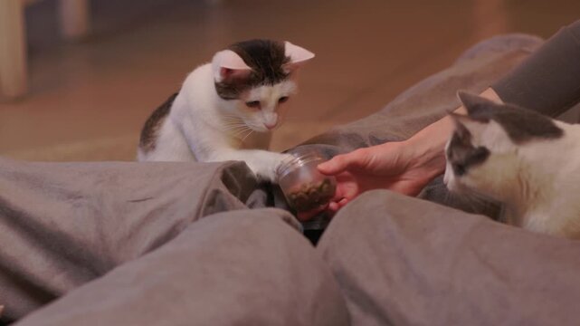 Black and white kitten hides playfully. Tiny kitten peeks from pillow with gentle glow. Adorable black and white kitten mischievously emerges from cushion as hand offers food