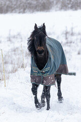 Pferde in Schneelandschaft