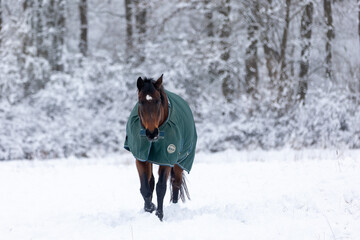 Pferde in Schneelandschaft