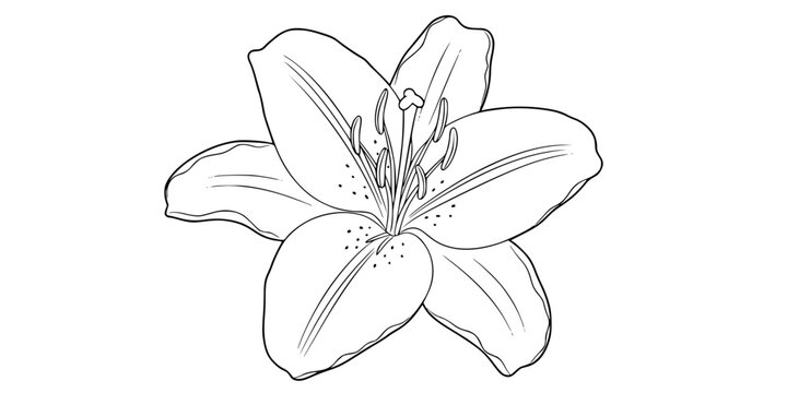 lily flower outline vector illustration line art
