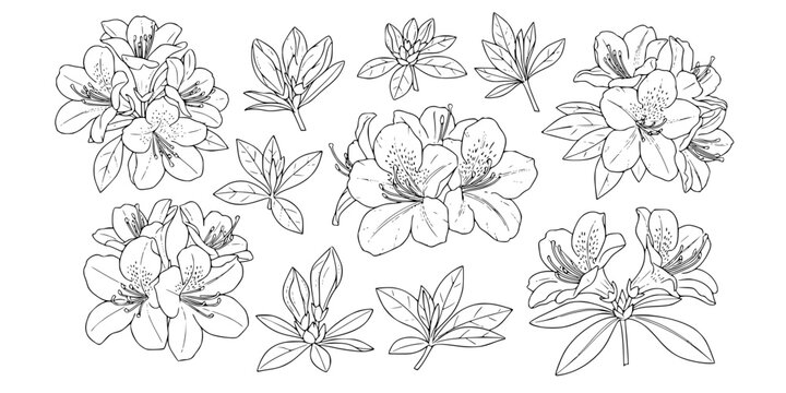 Set of azalea outline vector illustration line art coloring book page

