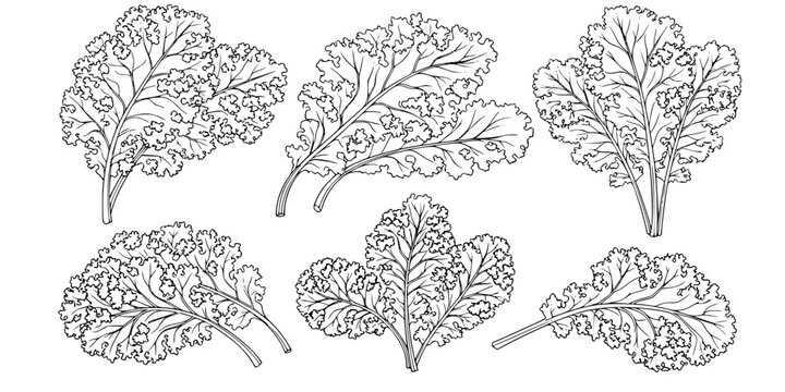 Set of kale vegetable outline vector illustration line art
