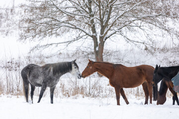 Pferde in Schneelandschaft
