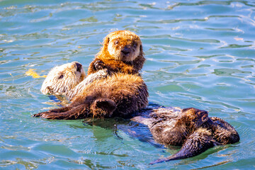 Sea otter mother grooming cub Morro Bay