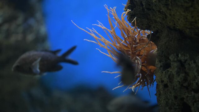 Colorful sea creature rests on coral in a marine environment filled with light from above and other fishes swimming in the background