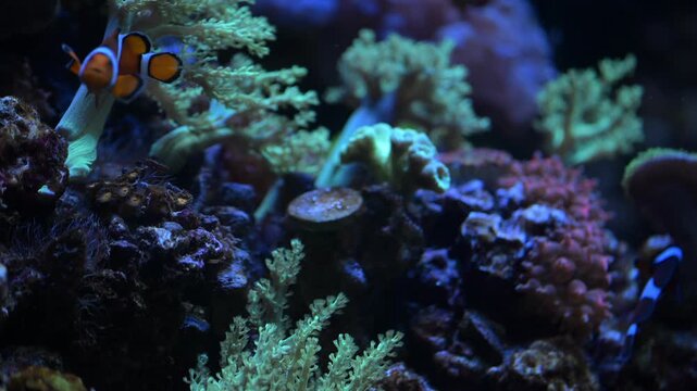 Clownfish swim among coral in a vibrant reef habitat during the afternoon in an aquarium setting