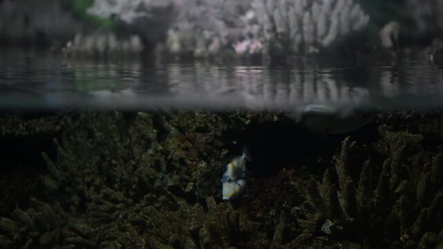 Underwater view of fish swimming near coral in a marine environment during daytime in a clear ocean