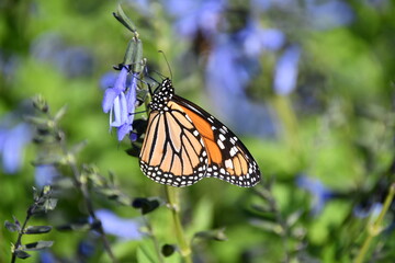 Fototapeta premium Monarch Butterfly Clinging to Blue Salvia Plant