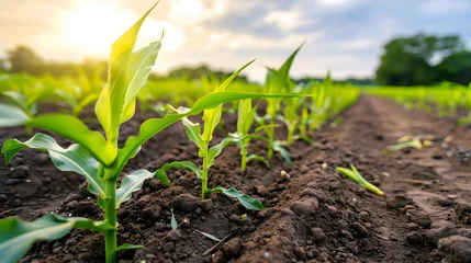 Plexiglas schilderij Cappuccinokleur Corn seedlings in rows on organic field, sustainable agriculture landscape  © Ruslan Abdullin