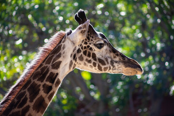 profile portrait of a giraffe © Alyssa