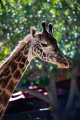 Obraz premium vertical portrait of a giraffe