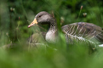Obraz premium Greylag goose standing in green grass field
