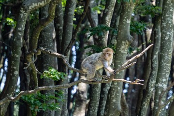 Obraz premium Barbary macaque balancing on a tree branch at animal park