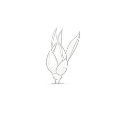 Obraz premium Unopened Flower Bud Sketch with Leaves, Outline Drawing