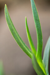 Obraz premium detalle de hojas de planta 