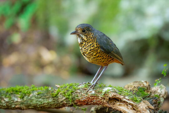 The elusive Undulated Antpitta (Grallaria squamigera) perched on a moss-covered log in the high-altitude cloud forest of the Peruvian Andes.