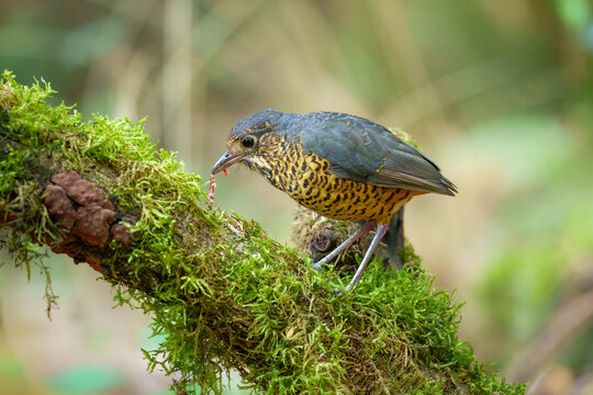 The elusive Undulated Antpitta (Grallaria squamigera) perched on a moss-covered log in the high-altitude cloud forest of the Peruvian Andes.